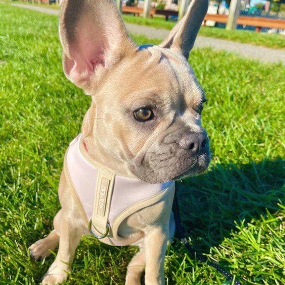 PETsRUS Premium No Pull Dog Harness 2 Leash Clips Beige Leather Neoprene Ivory - Picture 11 of 12